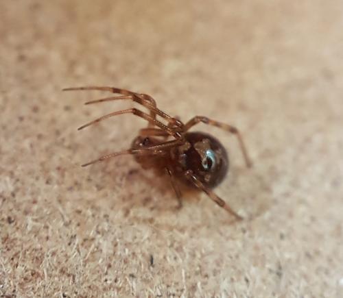 Réf. 222 738 : Steatoda triangulosa